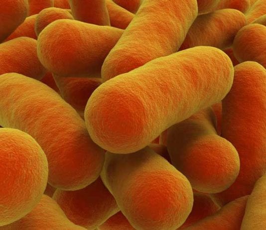 New E. Scrotalis Bug Discovered, Urology Resident Infects Everything scrotalis bacteria