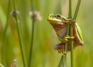 Man with Frog in Throat Also Has Tadpoles in Scrotum frog, tadpole