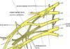 Med Student Draws Brachial Plexus, Big Whoop brachial plexus
