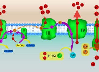 Med Student Yammering About Oxidative Phosphorylation, Kill Us Now oxidative phosphorylation