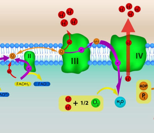 Med Student Yammering About Oxidative Phosphorylation, Kill Us Now oxidative phosphorylation