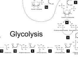 Glycolysis & Other Medical Terms That’ll Get You Laid Tonight glycolysis laid