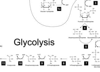 Glycolysis & Other Medical Terms That’ll Get You Laid Tonight glycolysis laid