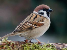 Birds Wondering Why Med Student Leaving for Work So Early