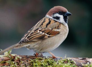 Birds Wondering Why Med Student Leaving for Work So Early