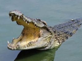 Red Line in Medication Room Replaced with Crocodile-Filled Moat crocodile moat
