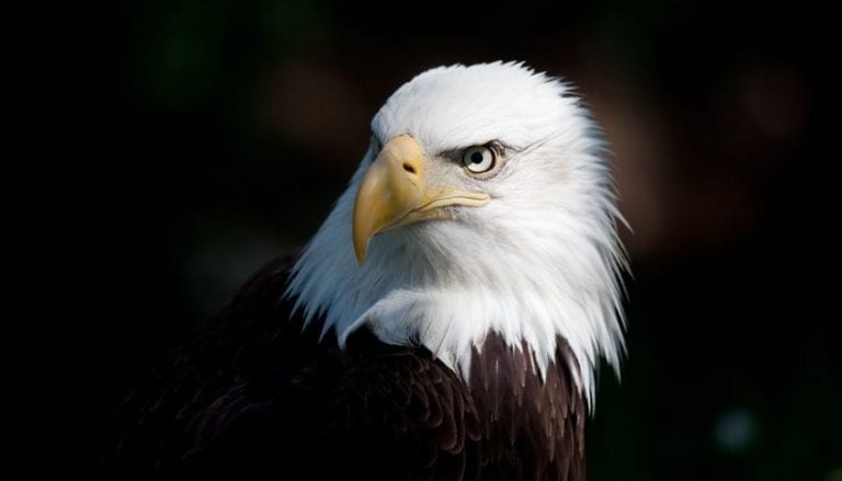 bald eagle Rogaine