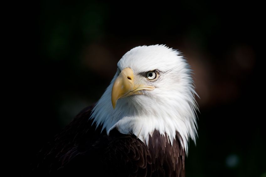 bald eagle Rogaine