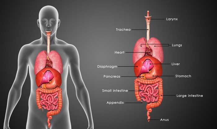 what-is-the-biggest-cell-in-the-trivia-questions-quizzclub