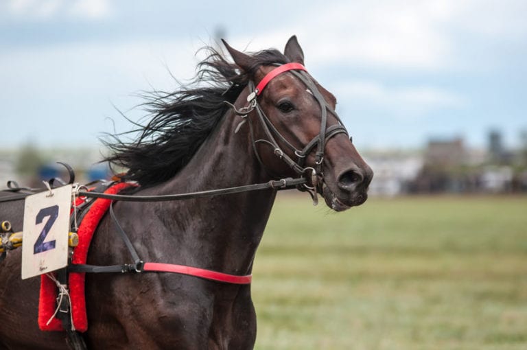 racehorse peeing Lasix