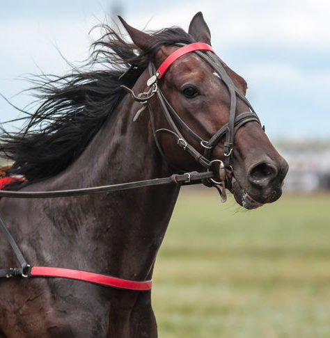 racehorse peeing Lasix