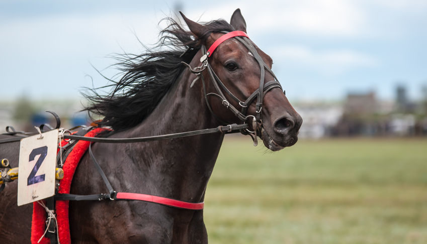 Racehorse Confirms He’s Peeing Like a Human on Lasix