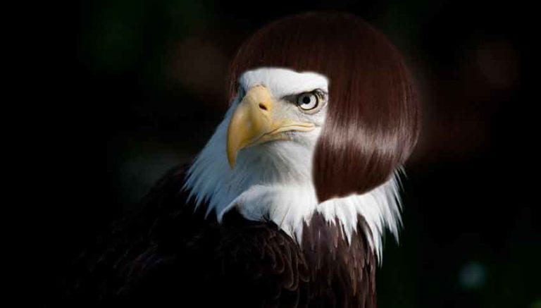 bald eagle wig