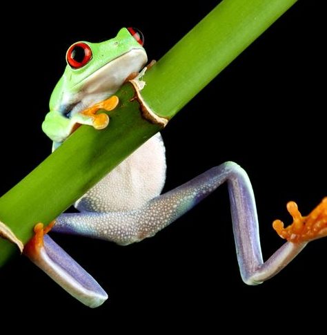 Gomerfrog