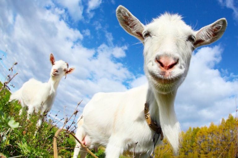 Goat Sacrifice to Ba’al Replaces Medicine Rounds, No Change in Patient Outcomes