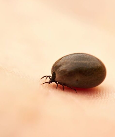 ticks as phlebotomist