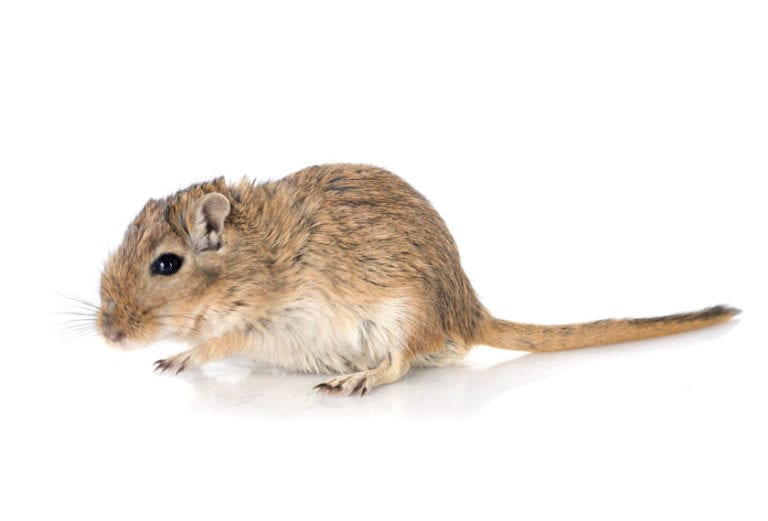 German Scientists develops safe, effective tool to remove gerbils from rectums