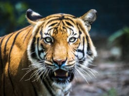 Bronx Tiger Tests Positive for COVID19; Tampa Tigers Test Positive for Carole Baskin’s 2nd Husband