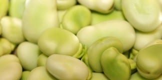Errant Drug Rep Brings Fava Bean Salad to G6PD Conference