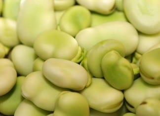 Errant Drug Rep Brings Fava Bean Salad to G6PD Conference