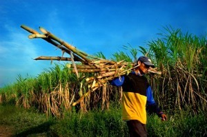 A worker harvesting Dilaumed