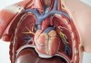 Local Man with Chest Pain Takes Care of Stuff First chest anatomy