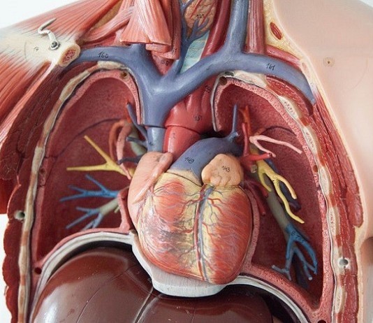 Local Man with Chest Pain Takes Care of Stuff First chest anatomy