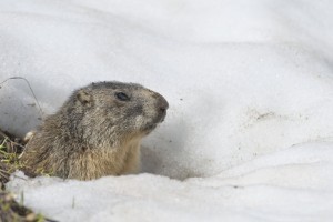 groundhog day