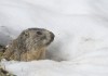 Radiologist Day: 6 More Weeks of Clinical Correlation groundhog day