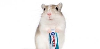 Man ‘Accidentally Falls’ on Gerbil That Ran Through Lube