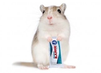 Man ‘Accidentally Falls’ on Gerbil That Ran Through Lube