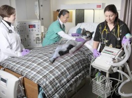 Cat on Ventilator, Still Full Code After 4 Years