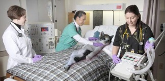 Cat on Ventilator, Still Full Code After 4 Years