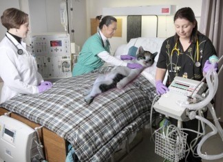 Cat on Ventilator, Still Full Code After 4 Years