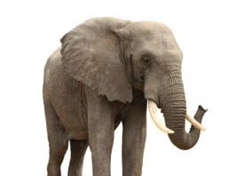 Elephant Complains of Chest Pain ‘Like a Human Sitting on My Chest’