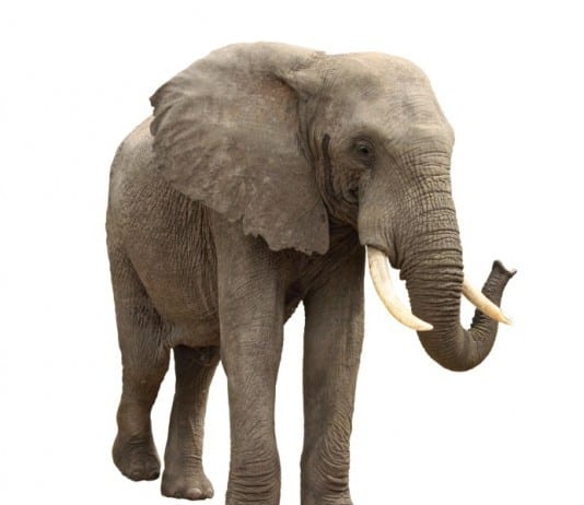 Elephant Complains of Chest Pain ‘Like a Human Sitting on My Chest’