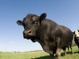 The Surviving BS Campaign: Early Detection of BS in the ED BS in the ED