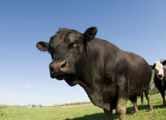 The Surviving BS Campaign: Early Detection of BS in the ED BS in the ED