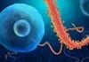 Leader of Anti-Vax Movement: Large Sentient Flu Virus ebola virus