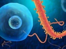 Ebola Virus: I’m Really Uncomfortable with All This Attention I’m Getting ebola virus