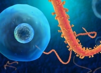 Ebola Virus: I’m Really Uncomfortable with All This Attention I’m Getting ebola virus