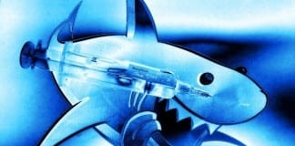 Shark Attack Victim Denied Narcotics
