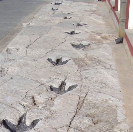 Entrance of New Children’s Hospital to Feature Adorable Animal Footprints Leading Families Directly to Billing Office
