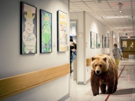 Hospital Pilots Pet Therapy with Black Bears, Grizzlies