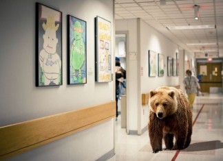 Hospital Pilots Pet Therapy with Black Bears, Grizzlies