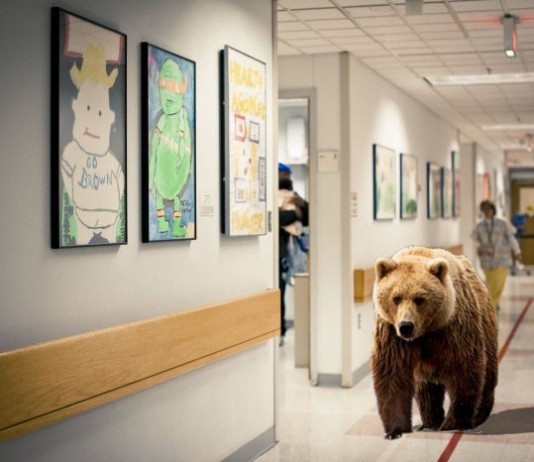 Hospital Pilots Pet Therapy with Black Bears, Grizzlies