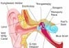 Anatomy of the Ear ear anatomy