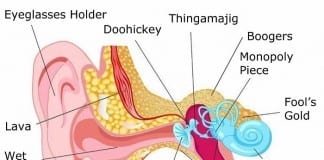 Anatomy of the Ear ear anatomy