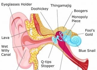 Anatomy of the Ear ear anatomy