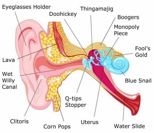 Anatomy of the Ear ear anatomy